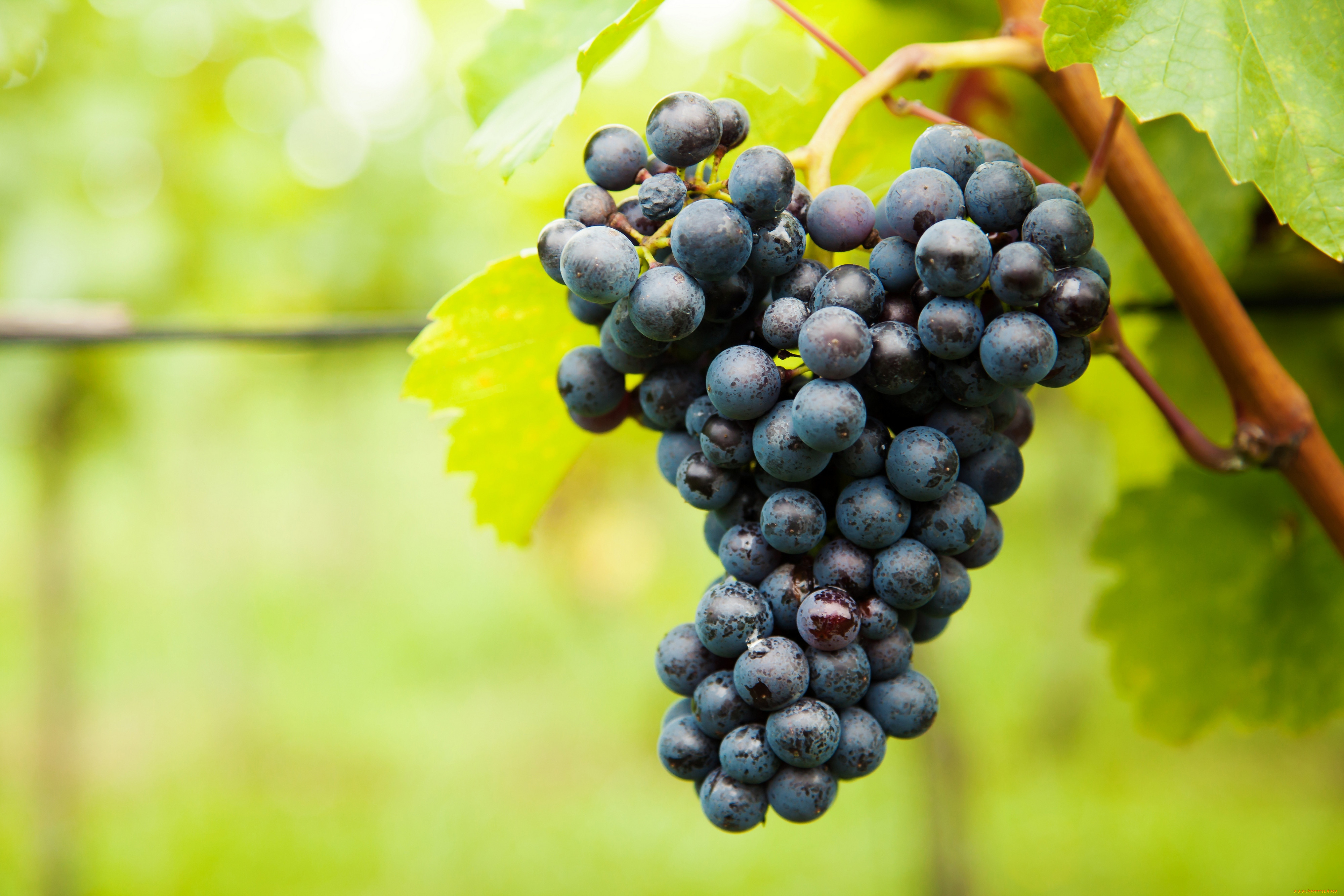 , , grapes, leaves, the, vineyard, , , , 